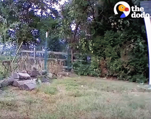A Fenced In Area With A Sign That Says The Dodo On It GIF