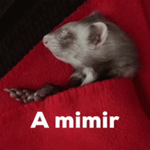 A Ferret Is Laying On A Red Blanket With The Words A Mimir Written Below It GIF