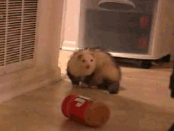 a ferret is playing with a can that says ' coca cola ' on it
