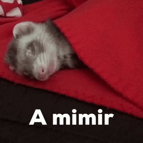 A Ferret Is Sleeping Under A Red Blanket With The Words A Mimir Written Above It GIF