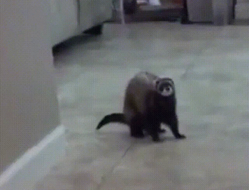 A Ferret Walking On A Tiled Floor In A Kitchen GIF