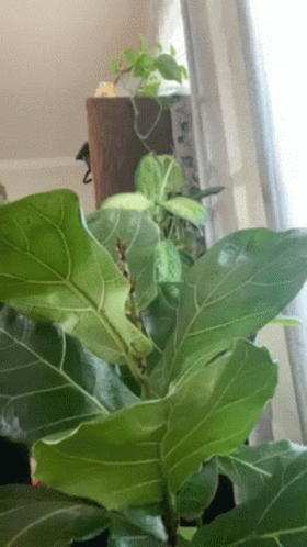 A Fiddle Leaf Fig Plant With Lots Of Green Leaves GIF