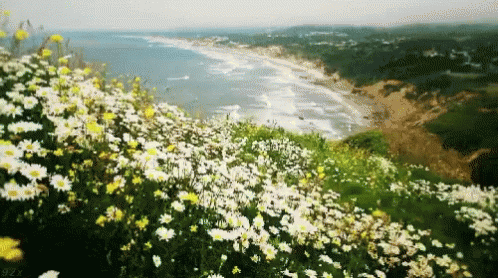 A Field Of Daisies On A Hillside Overlooking The Ocean GIF