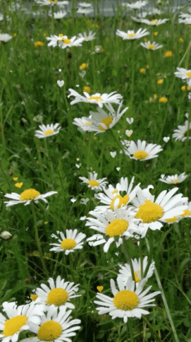 A Field Of Daisies With A Yellow Center And White Petals GIF