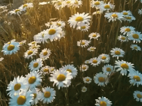 A Field Of Daisies With The Sun Shining Through The Grass GIF