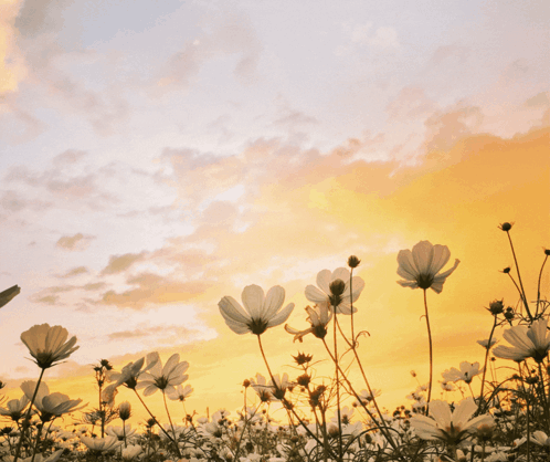 a field of flowers with the words good morning my honey have a great day my love on it