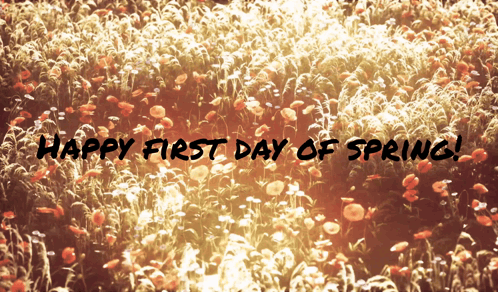 A Field Of Flowers With The Words Happy First Day Of Spring Written In Black GIF