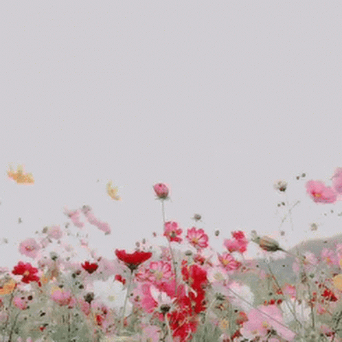 A Field Of Pink And Red Flowers With A White Sky In The Background . GIF