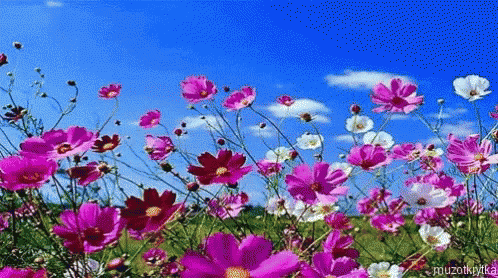 A Field Of Pink And White Flowers With A Blue Sky And Clouds In The Background GIF