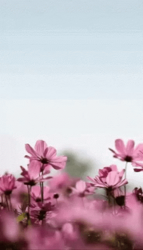 A Field Of Pink Flowers Against A Blue Sky With A White Background . GIF