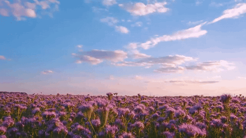 A Field Of Purple Flowers Against A Blue Sky GIF