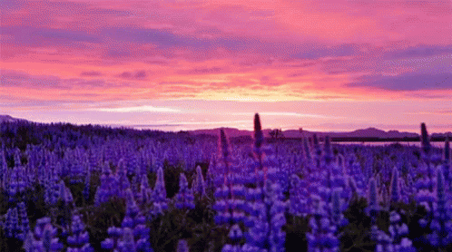 A Field Of Purple Flowers With A Pink And Purple Sunset In The Background GIF