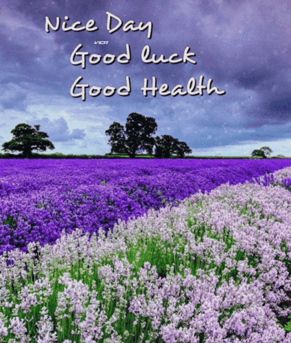 A Field Of Purple Flowers With The Words Nice Day Good Luck Good Health On It GIF