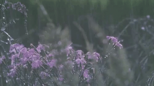 A Field Of Purple Flowers With Water Drops On Them In The Rain GIF