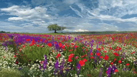 A Field Of Red And Purple Flowers With A Tree In The Distance GIF