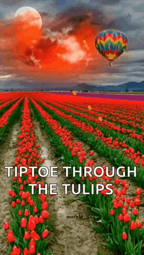 A Field Of Red Tulips With A Hot Air Balloon Flying Over It . GIF