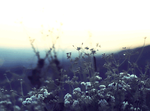 A Field Of Small White Flowers With A Sunset In The Background GIF