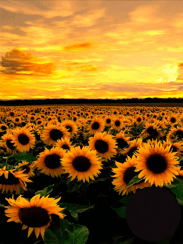 A Field Of Sunflowers At Sunset With A Sunset In The Background GIF