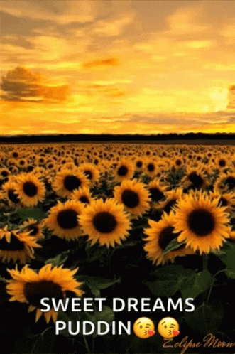 A Field Of Sunflowers At Sunset With The Words Sweet Dreams Puddin On The Bottom GIF
