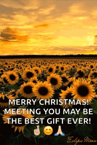 A Field Of Sunflowers With A Message That Says Merry Christmas Meeting You May Be The Best Gift Ever . GIF