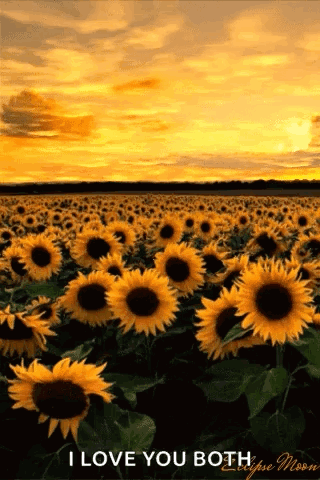 A Field Of Sunflowers With A Sunset In The Background GIF