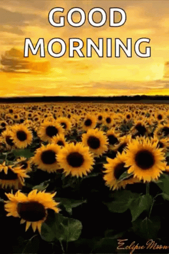 A Field Of Sunflowers With The Words `` Good Morning '' GIF