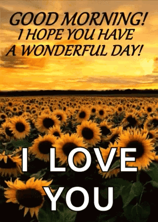A Field Of Sunflowers With The Words `` Good Morning ! I Hope You Have A Wonderful Day ! I Love You '' GIF