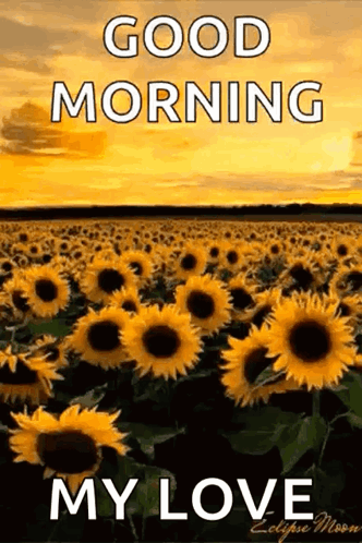 A Field Of Sunflowers With The Words `` Good Morning My Love '' On It GIF
