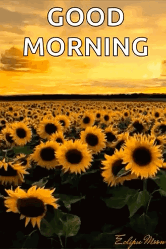 A Field Of Sunflowers With The Words `` Good Morning '' Written Above It GIF