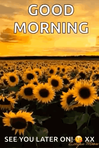 A Field Of Sunflowers With The Words `` Good Morning `` Written On It . GIF