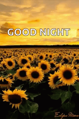 A Field Of Sunflowers With The Words `` Good Night '' Written On The Bottom GIF