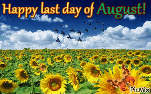 A Field Of Sunflowers With The Words Happy Last Day Of August Written Above It GIF