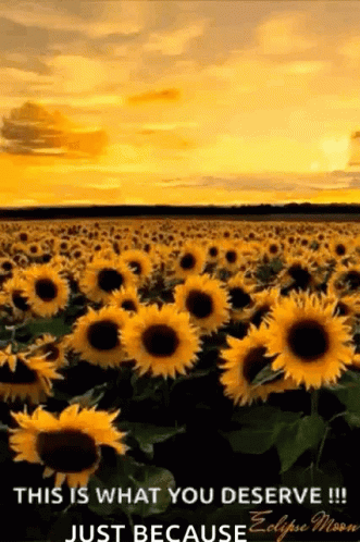 A Field Of Sunflowers With The Words `` This Is What You Deserve !!! Just Because Eclipse Moon '' GIF