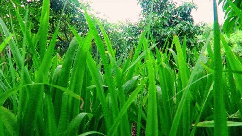 A Field Of Tall Green Grass Surrounded By Trees GIF