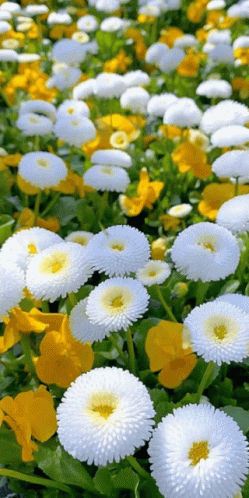 A Field Of White Daisies And Yellow Pansies With Green Leaves GIF