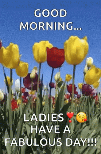 a field of yellow and red tulips with the words `` good morning ... ladies have a fabulous day ! ''