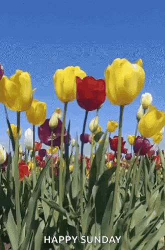 A Field Of Yellow And Red Tulips With The Words `` Happy Sunday '' GIF