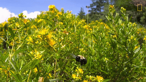 A Field Of Yellow Flowers With The National Geographic Logo In The Corner GIF