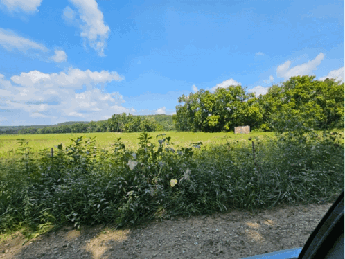 A Field With A Blue Sky And Trees In The Background GIF