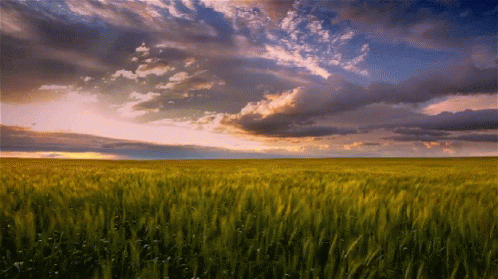 A Field With A Cloudy Sky In The Background GIF