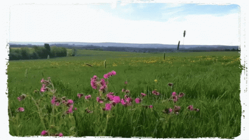 A Field With Purple Flowers In The Foreground GIF