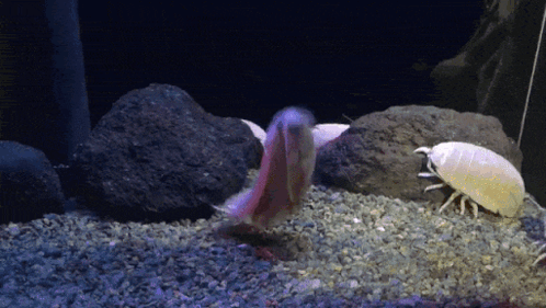 A Fish And A Shrimp Are Swimming In A Tank With Rocks GIF