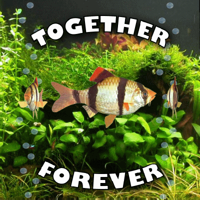 A Fish In A Tank With The Words Together Forever Below It GIF