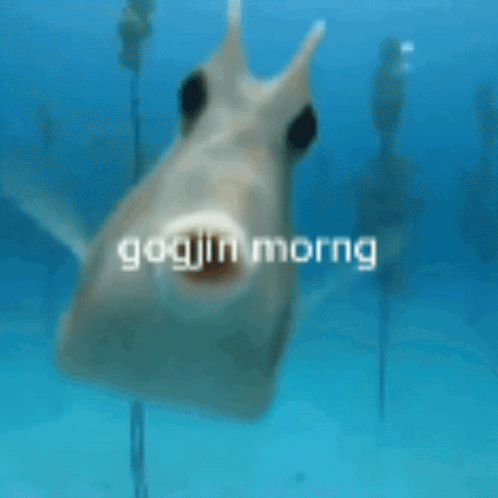 A Fish In The Water With The Words Goojin Morng On It GIF