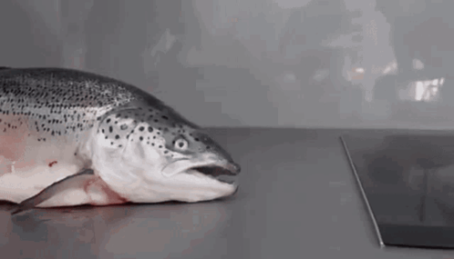 A Fish Is Laying On A Counter With Its Mouth Open . GIF