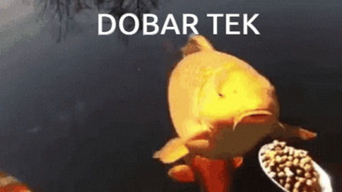A Fish Is Looking At A Bowl Of Food With The Words Dobar Tek Written Above It GIF