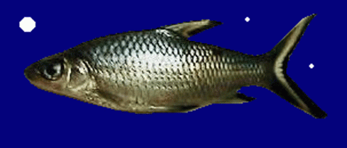 A Fish Is Shown On A Blue Background GIF
