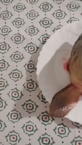 A Fish Is Sitting On A White Plate On A Patterned Tablecloth GIF