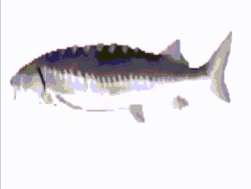 A Fish Is Surrounded By Colorful Squares On A White Surface GIF