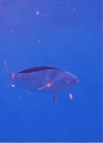 A Fish Is Swimming In A Blue Ocean GIF